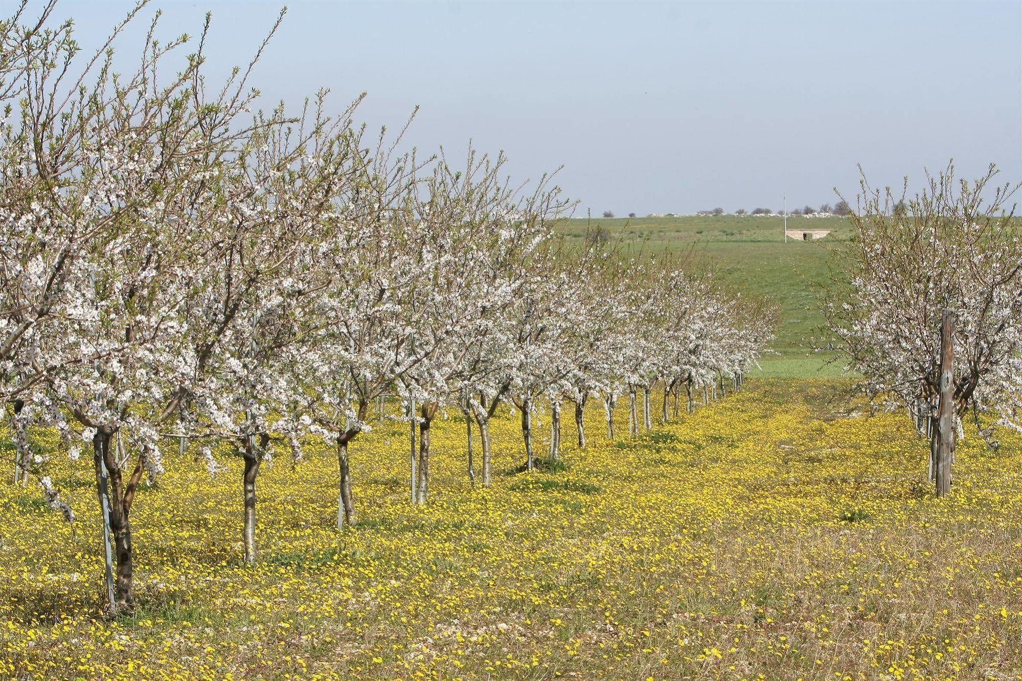 Masseria Torre Di Nebbia كاستل دل مونتي المظهر الخارجي الصورة